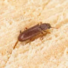 Traitement charpente – Perpignan 66