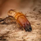 Traitement charpente – Perpignan 66