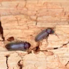 Traitement charpente – Perpignan 66